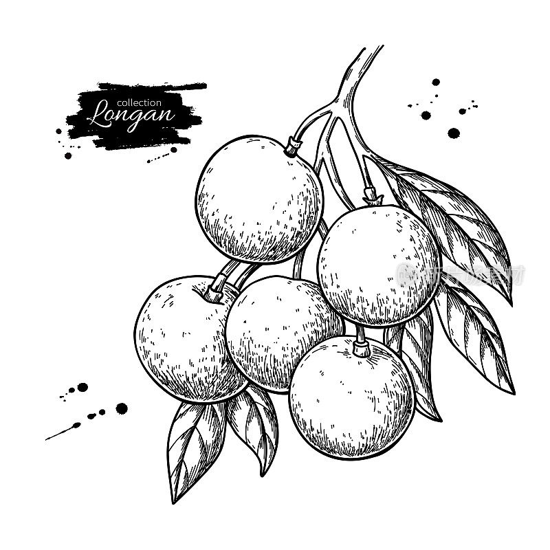 Longan branch vector drawing. Hand drawn tropical fruit illustration. Engraved summer fruit. Botanical object